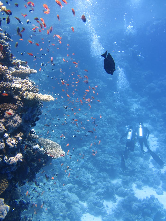 Scuba divers explore a lively coral reef, surrounded by colorful fish, in a clear ocean setting.