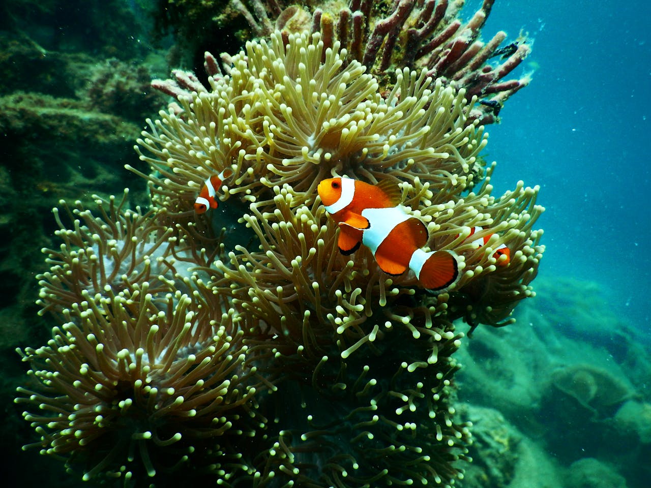 Colorful clownfish among vibrant anemones in Indonesia's coral reef, showcasing rich marine life.