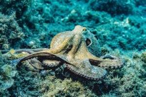 Close-up of an octopus in its natural underwater habitat displaying intricate textures and colors.