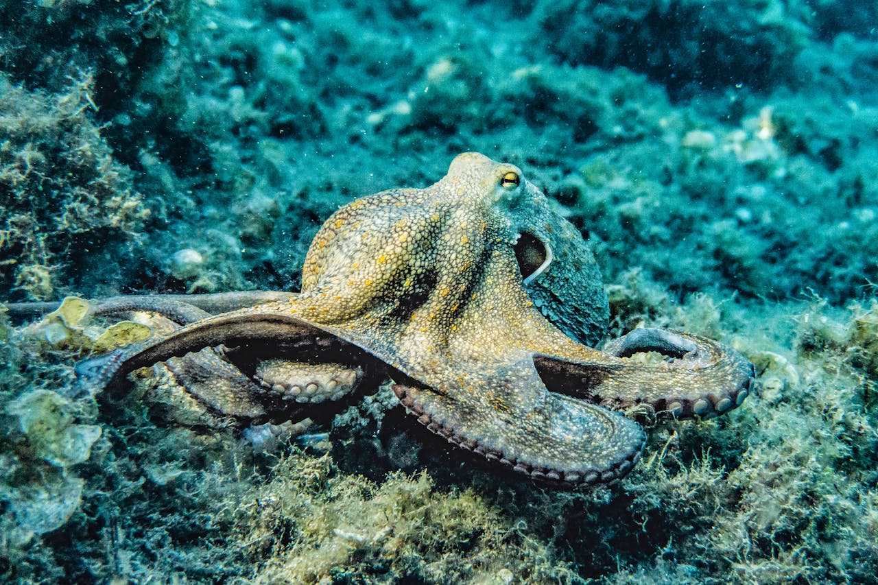 Close-up of an octopus in its natural underwater habitat displaying intricate textures and colors.