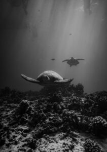 An underwater scene of a sea turtle swimming above a coral reef in Hawaii.