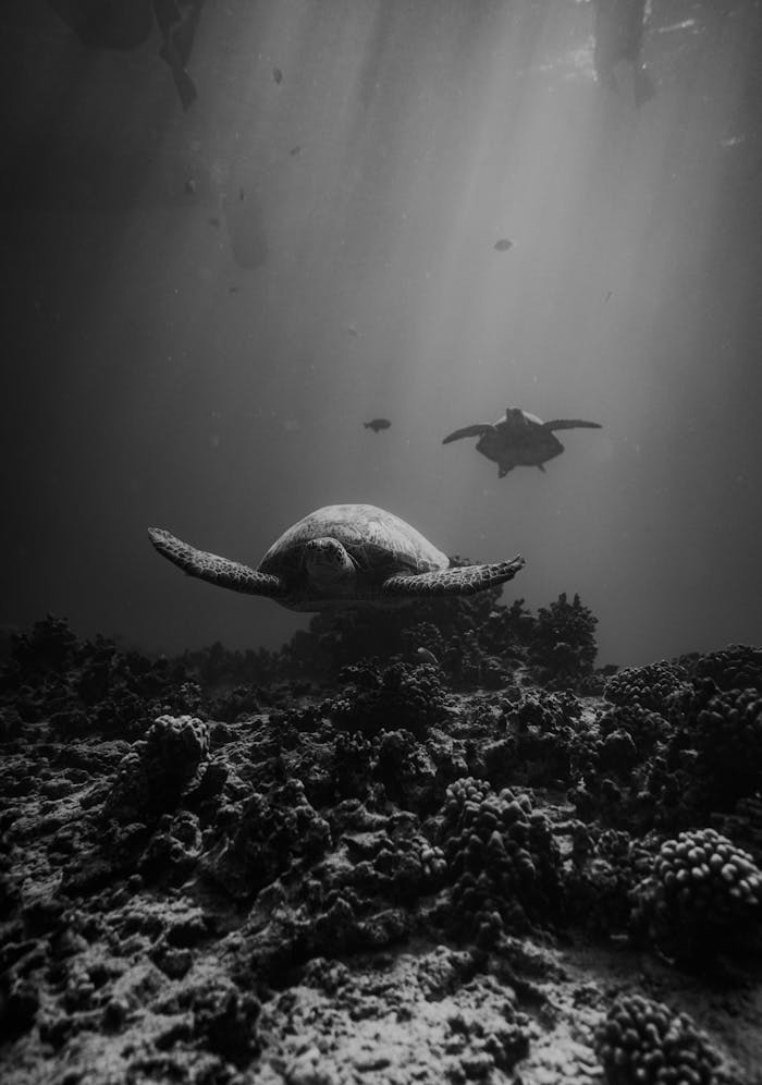 An underwater scene of a sea turtle swimming above a coral reef in Hawaii.