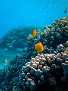 Explore a lively coral reef teeming with vibrantly colored butterflyfish and diverse marine life.