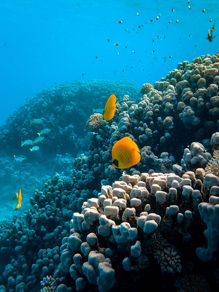 services-01 Explore a lively coral reef teeming with vibrantly colored butterflyfish and diverse marine life.