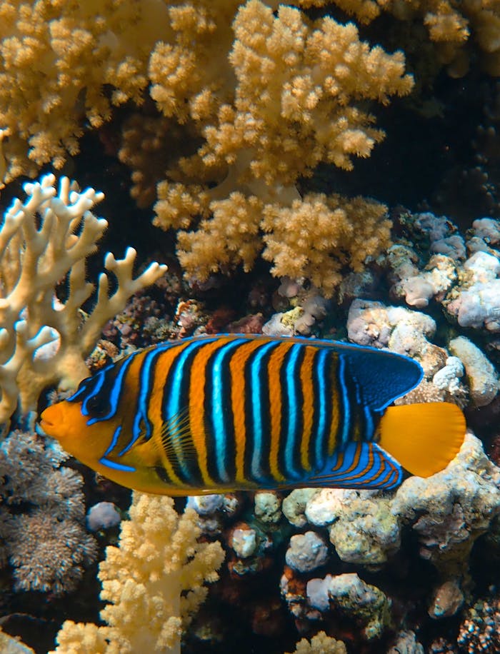 Colorful angelfish swimming by vibrant coral reefs underwater.