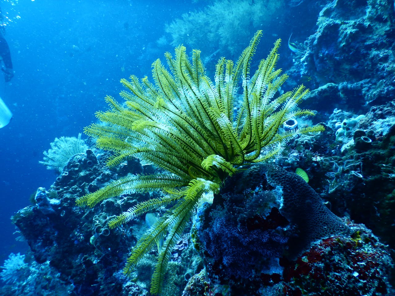 ours-journey Explore a stunning underwater scene featuring a vibrant sea fan among coral reefs, showcasing marine biodiversity.